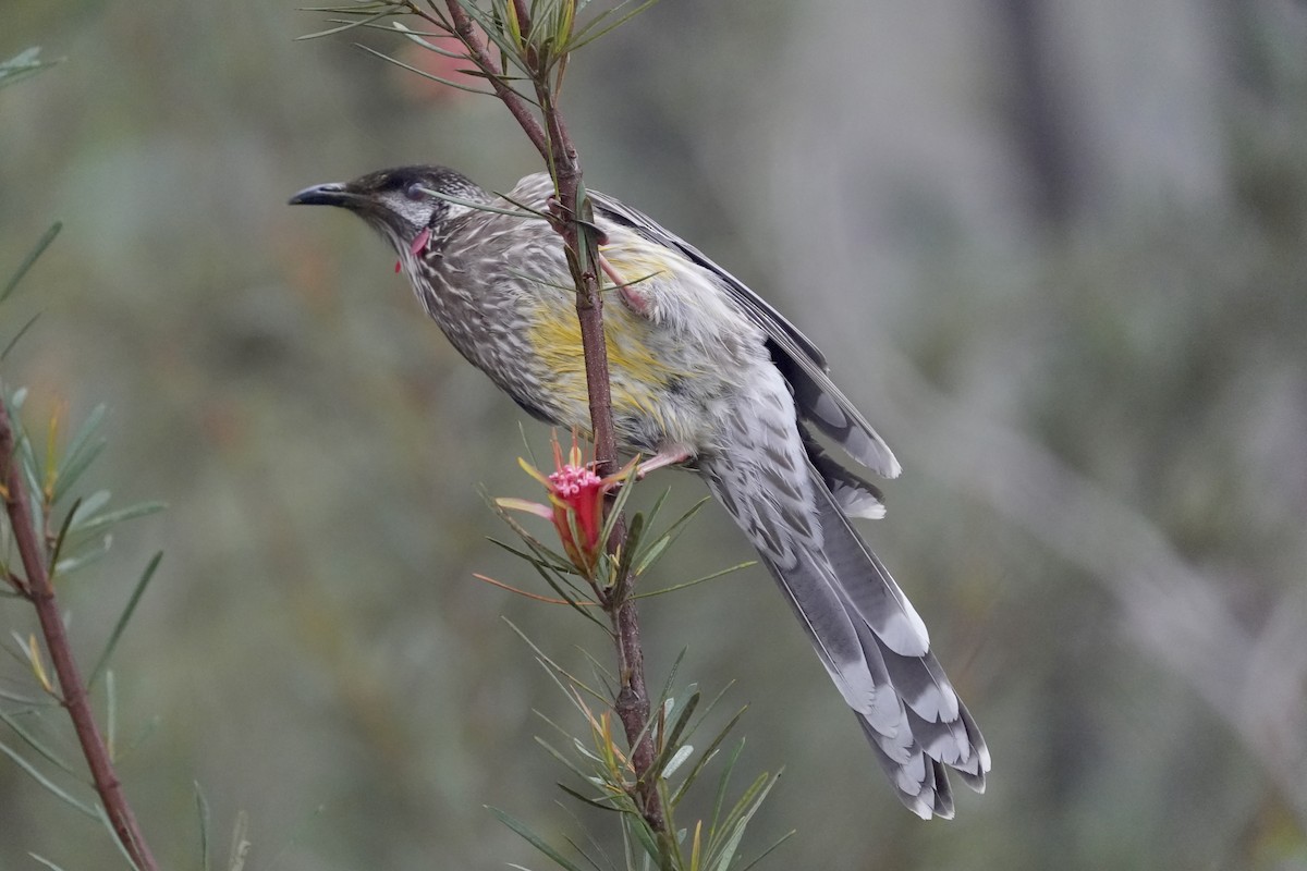 Red Wattlebird - ML644512780