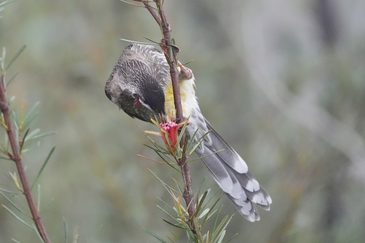 Red Wattlebird - ML644512781