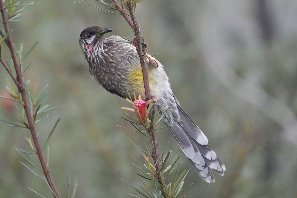Red Wattlebird - ML644512782