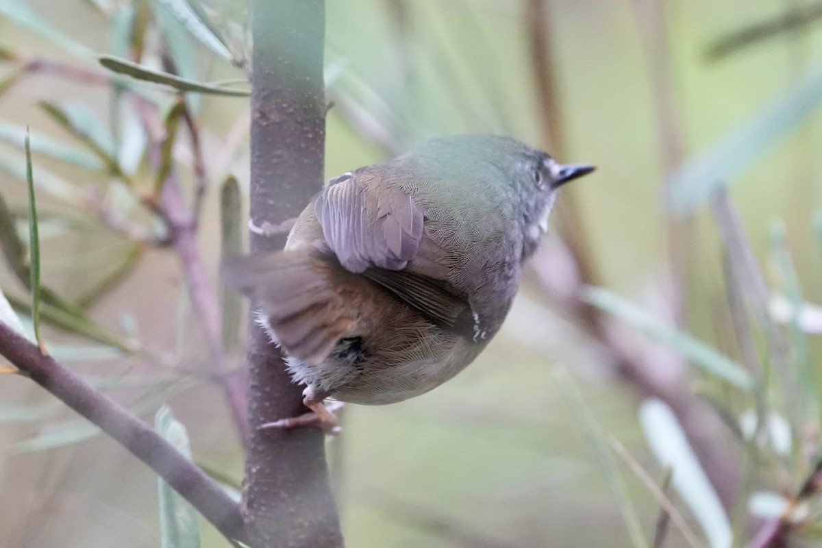 White-browed Scrubwren - ML644512792