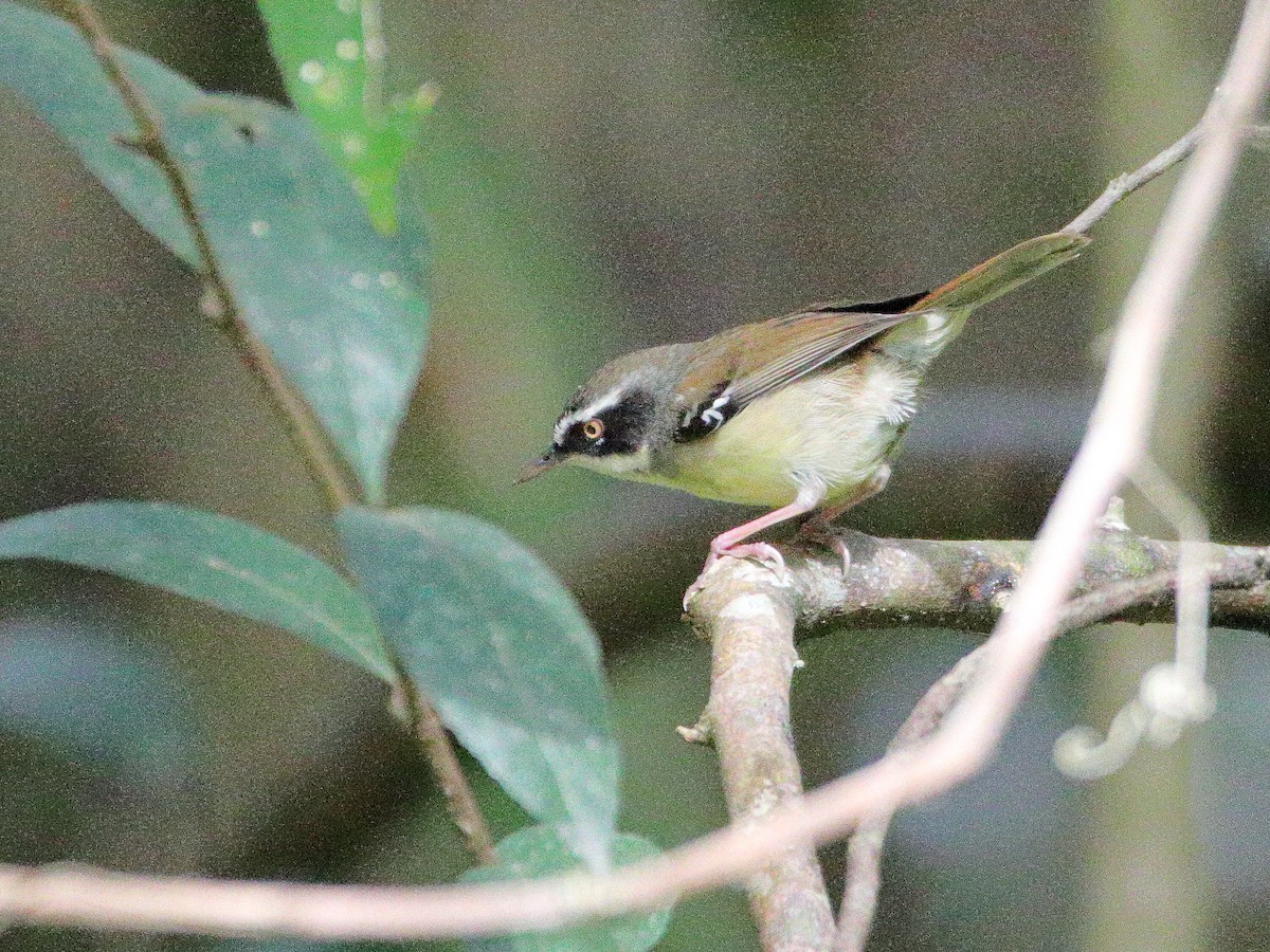 White-browed Scrubwren - ML644512797