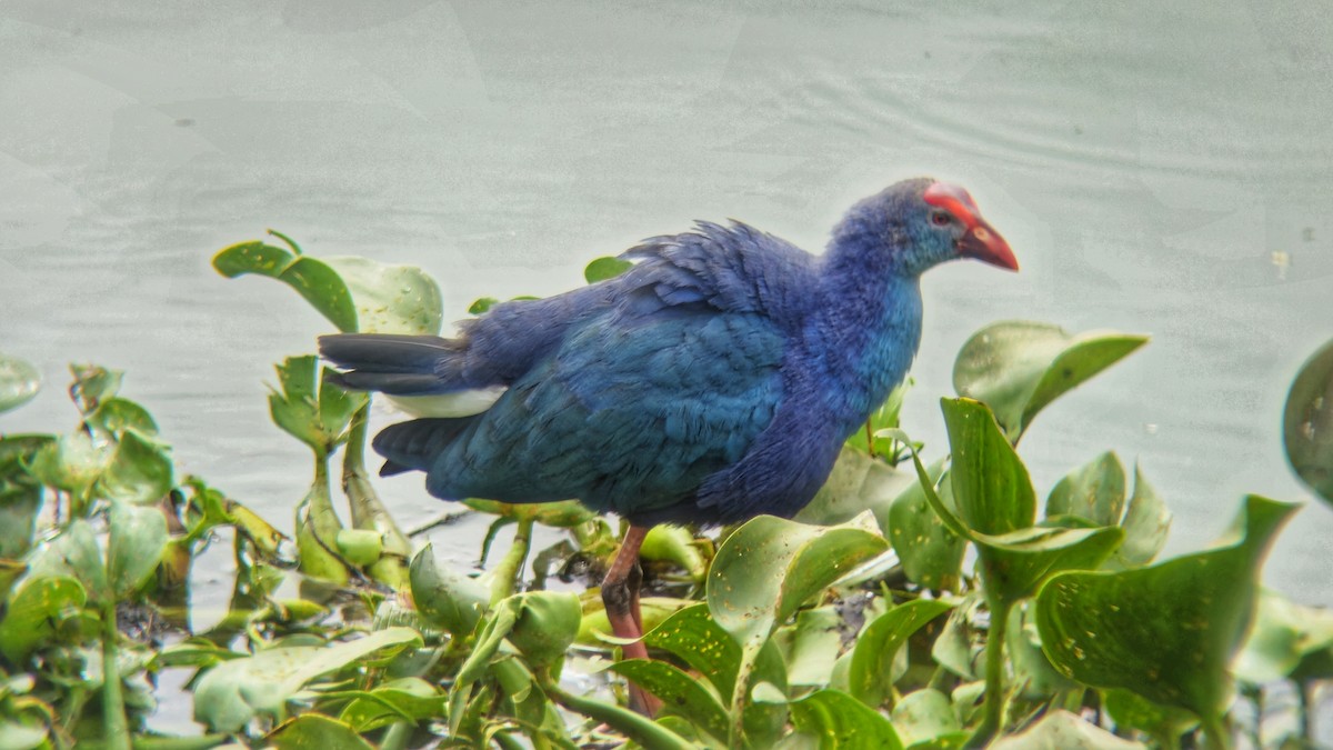 Uroilo urdin burugrisa - ML644512798