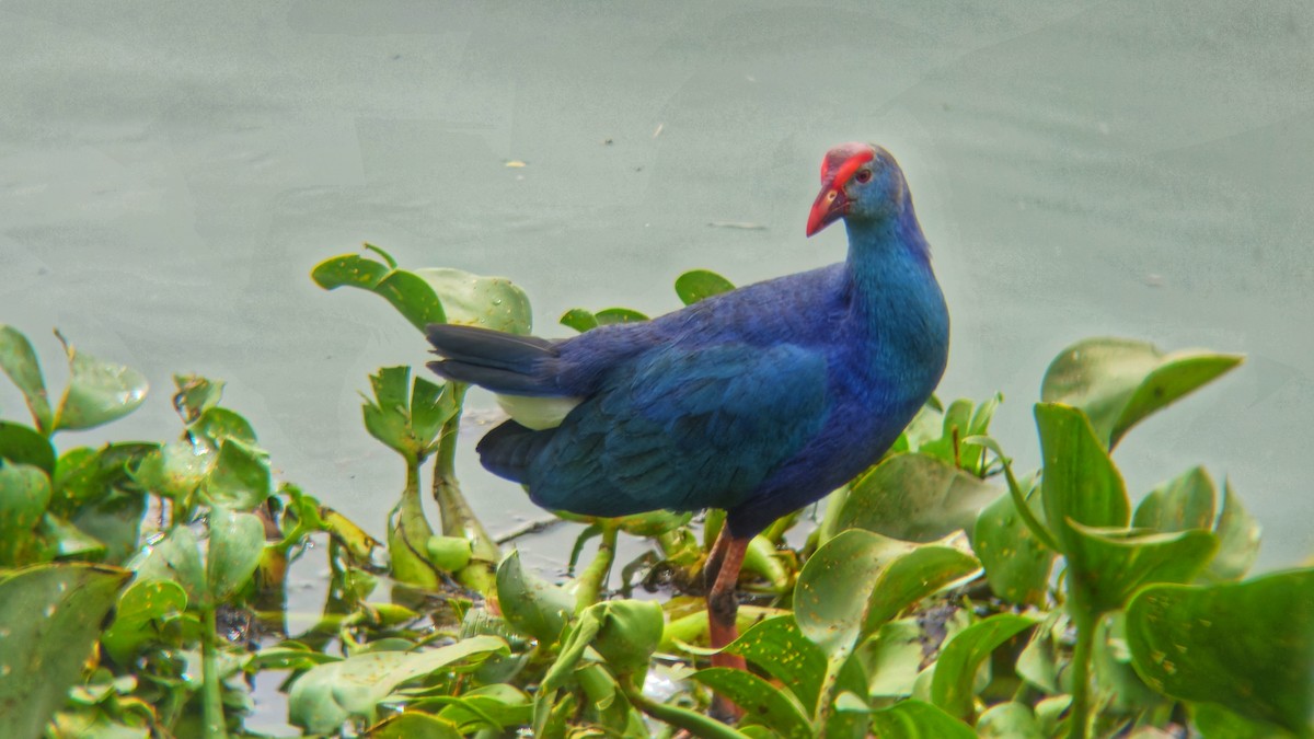 Uroilo urdin burugrisa - ML644512799