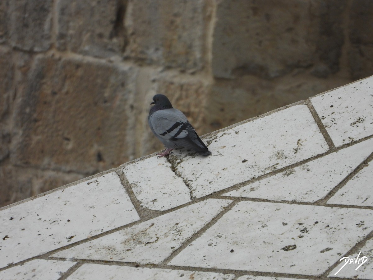 יונת בית - ML644512802