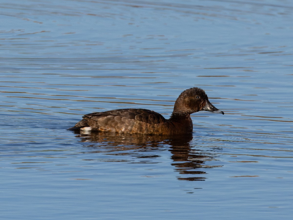 Hardhead - ML644512822