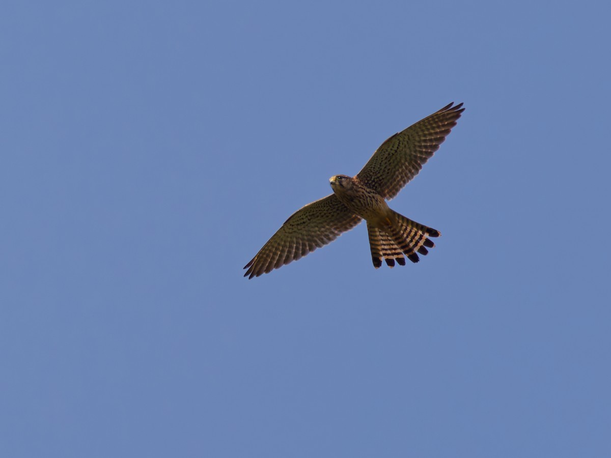 Eurasian Kestrel (Eurasian) - ML644512824