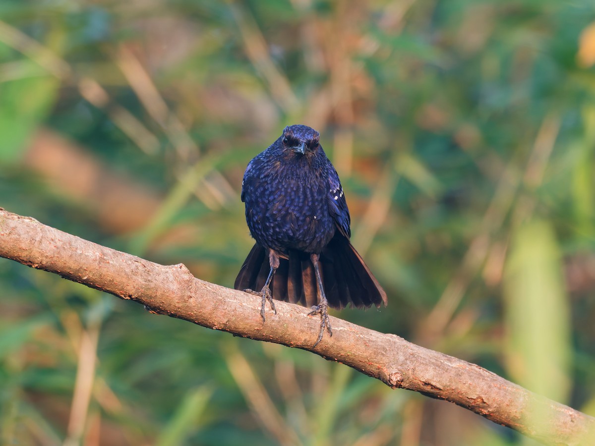 modravec siný - ML644512839