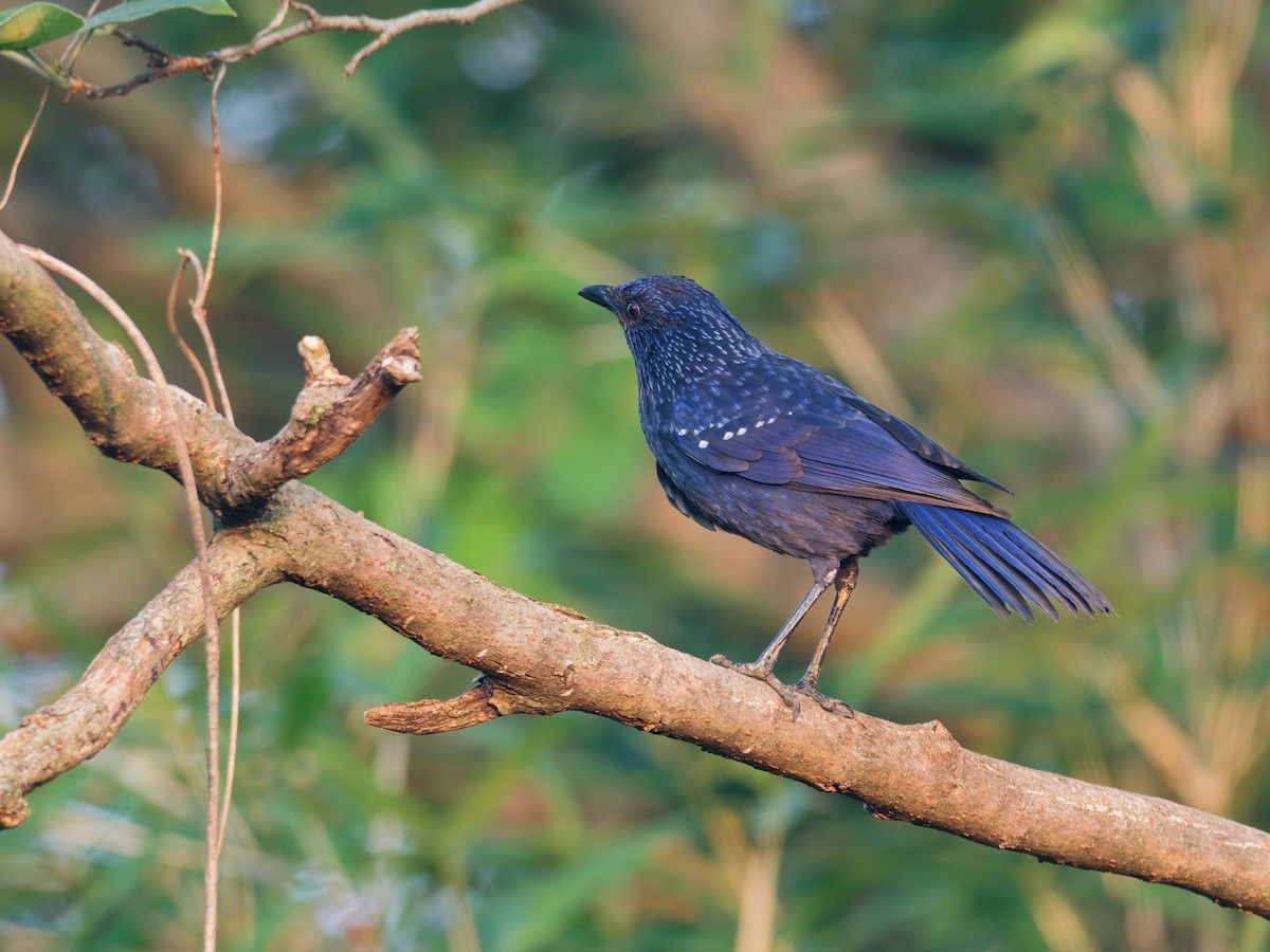 modravec siný - ML644512840