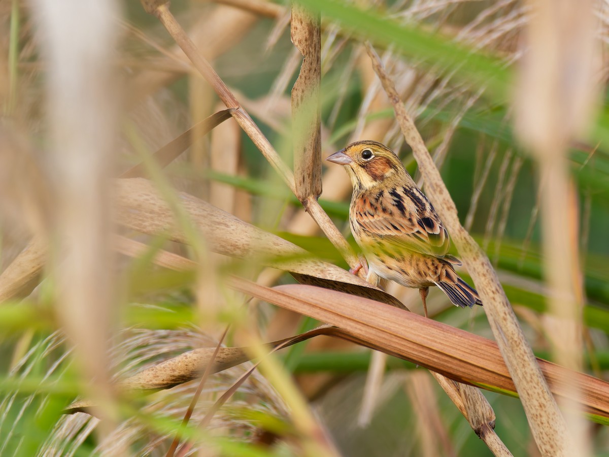 rødkinnspurv - ML644512853