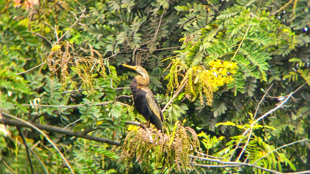 orientslangehals - ML644512855