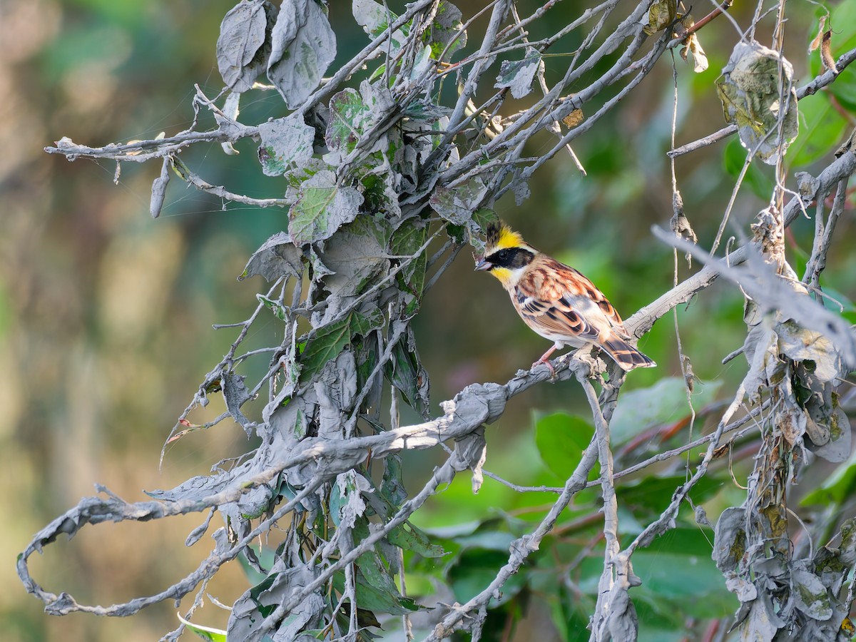 ミヤマホオジロ - ML644512857