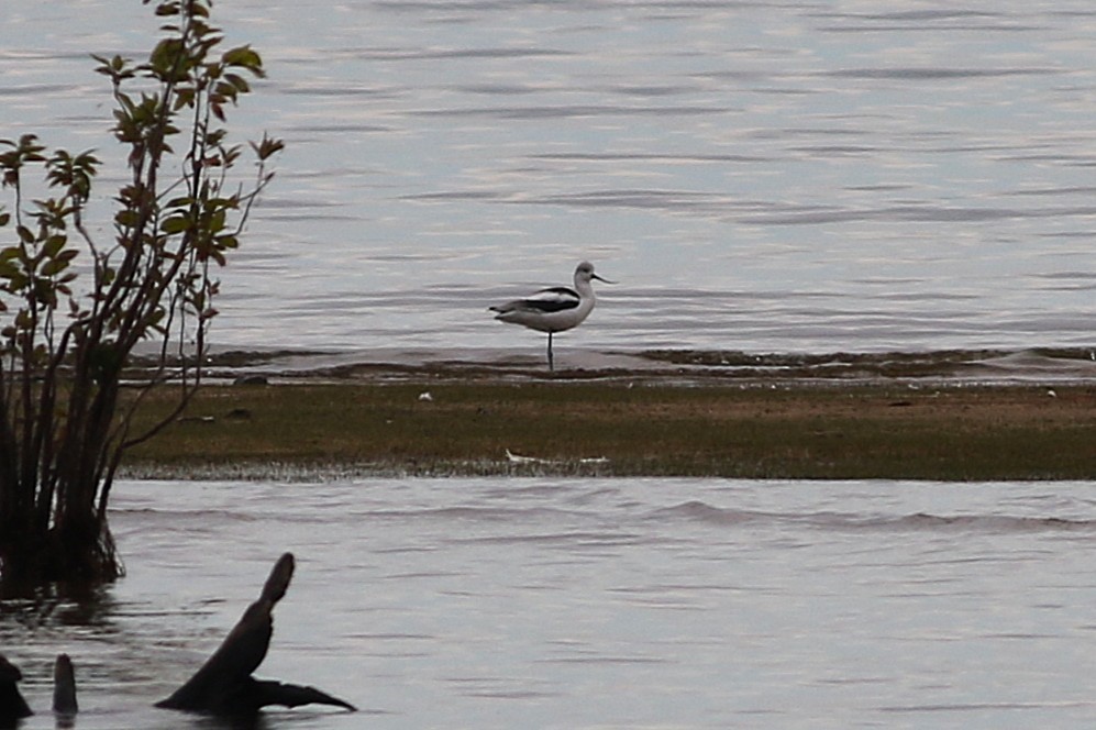 American Avocet - ML644512859