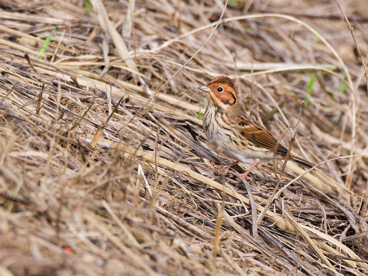 コホオアカ - ML644512861