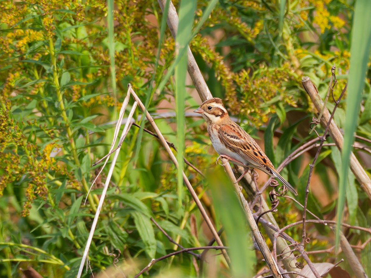 カシラダカ - ML644512863