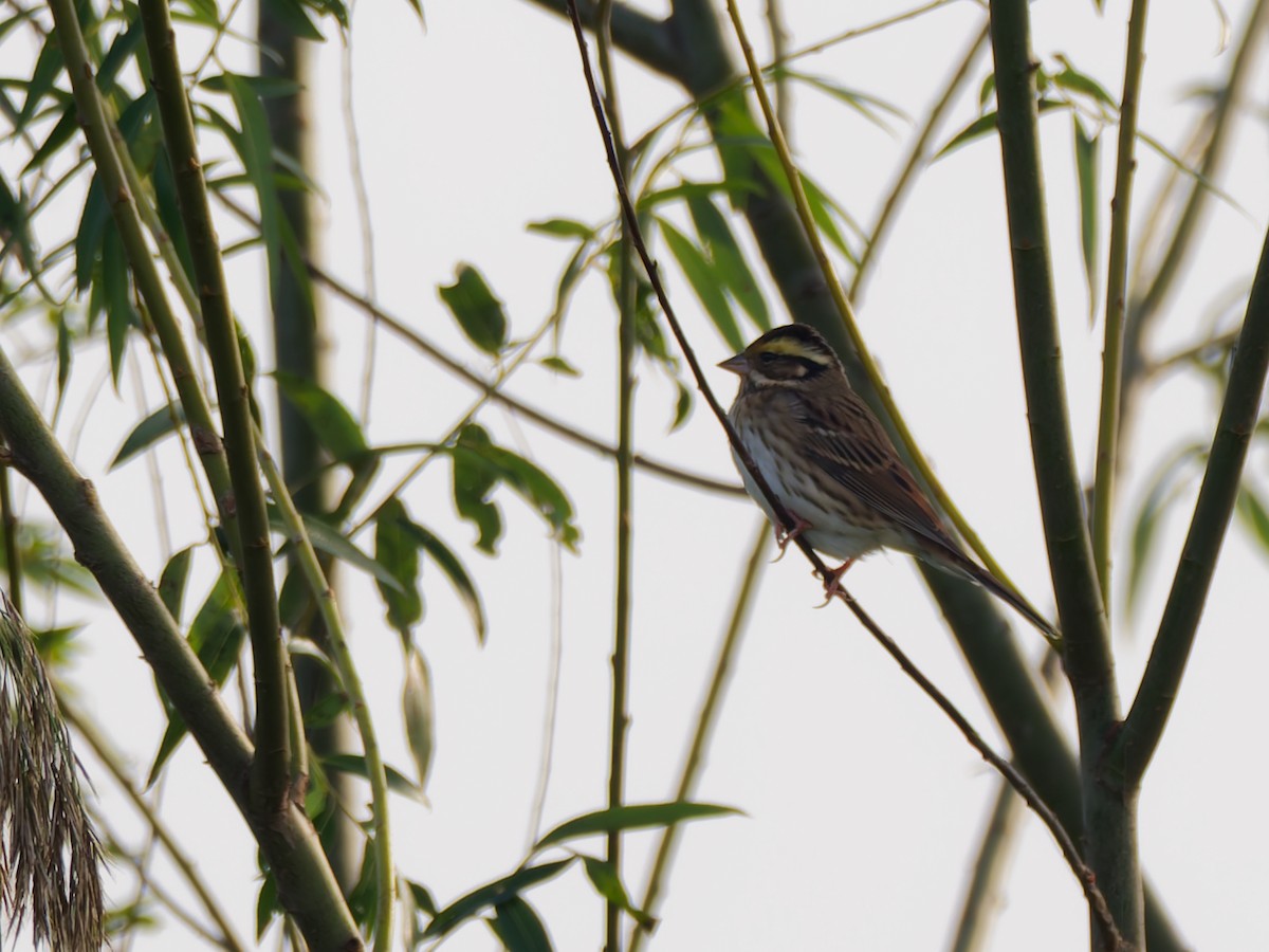 キマユホオジロ - ML644512869