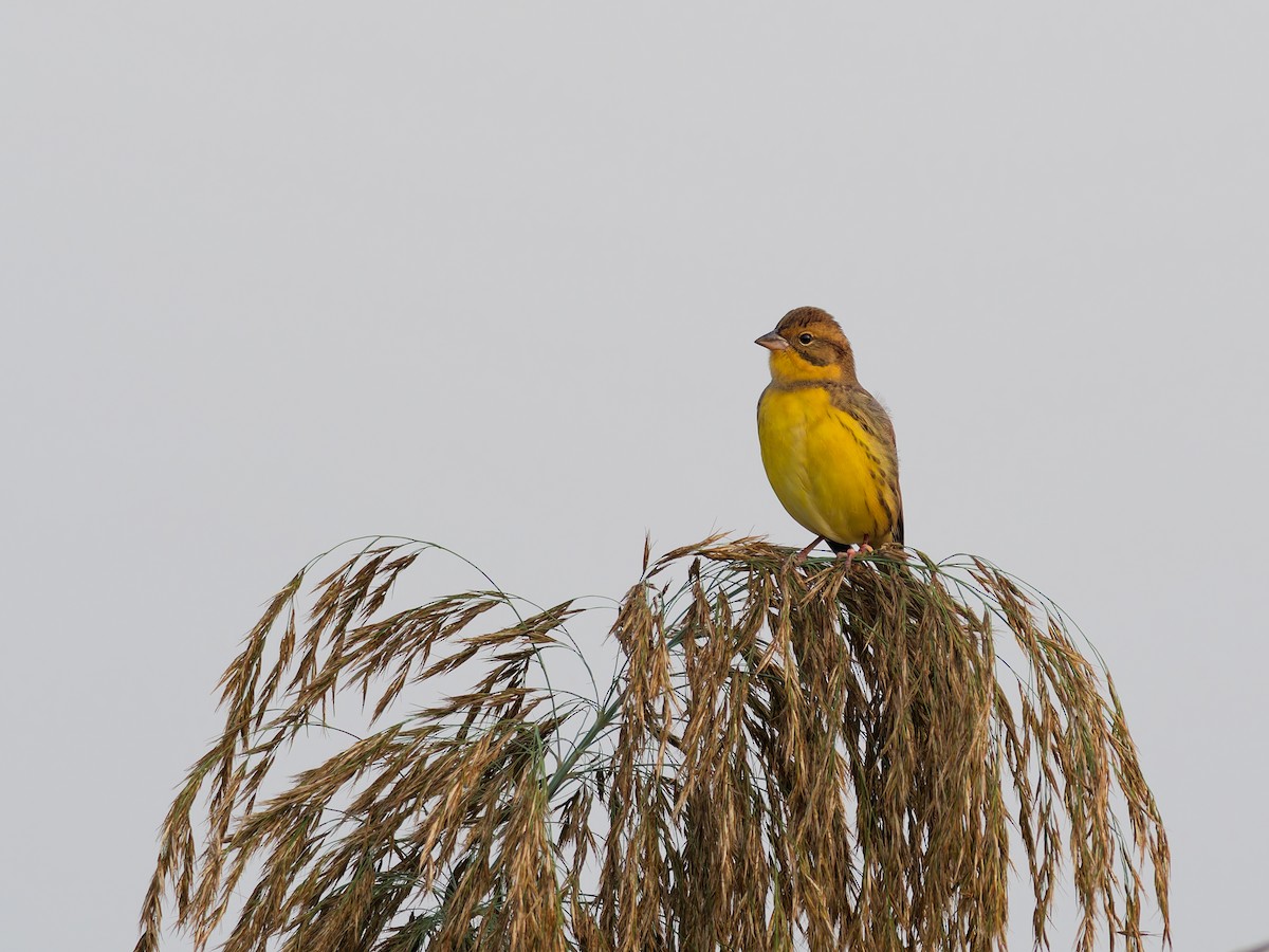 シマアオジ - ML644512870