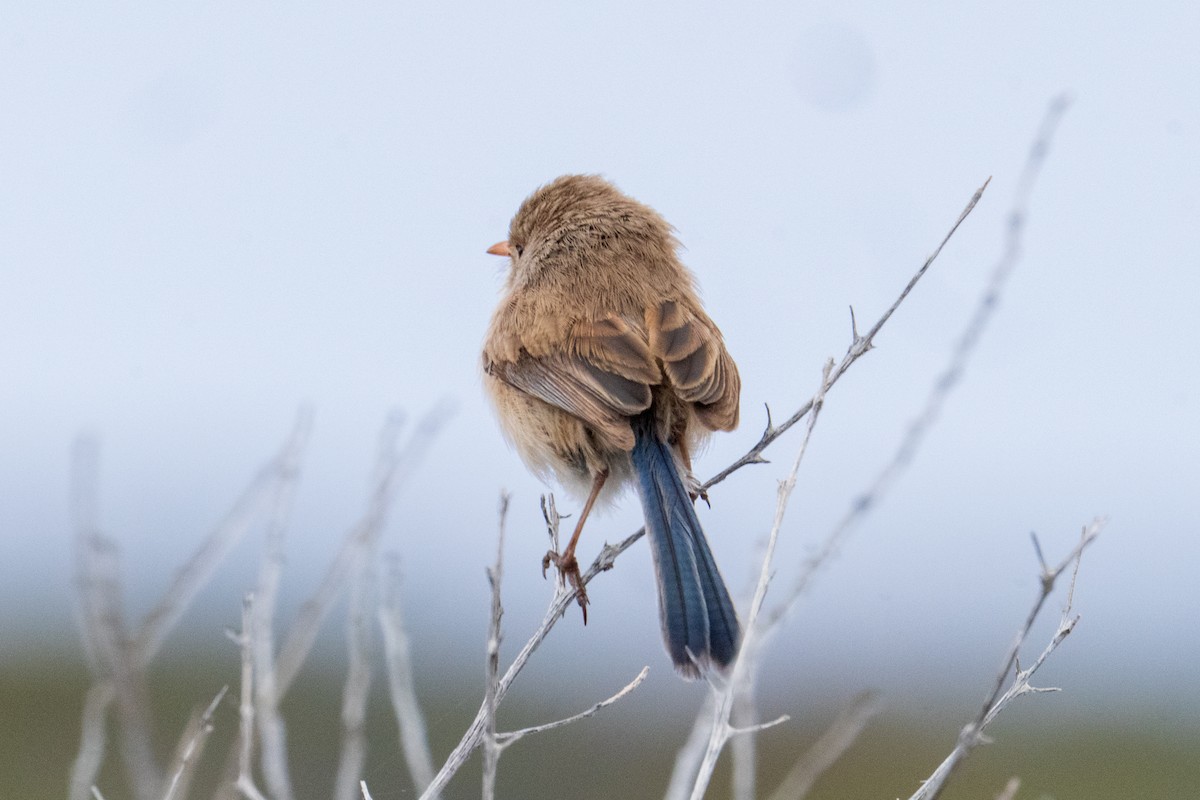 White-winged Fairywren - ML644512871