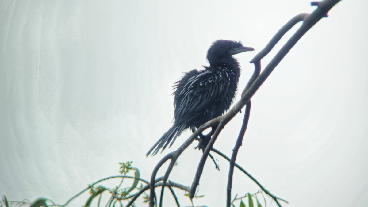 Little Cormorant - ML644512873