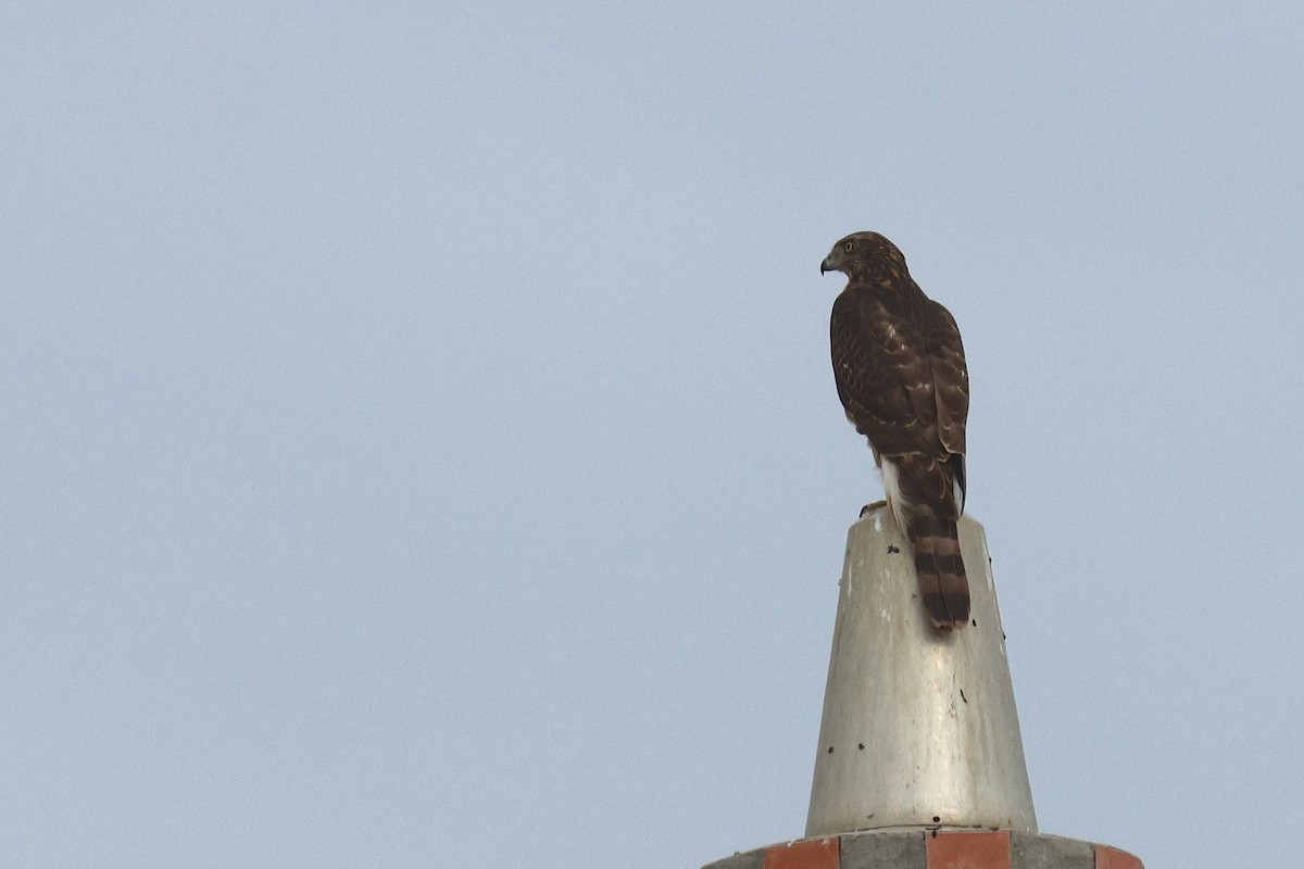 Aztore eurasiarra - ML644512874