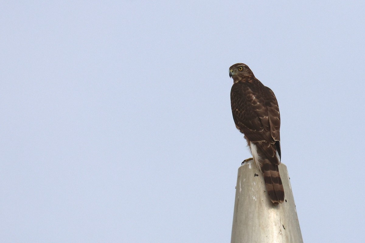 Aztore eurasiarra - ML644512875