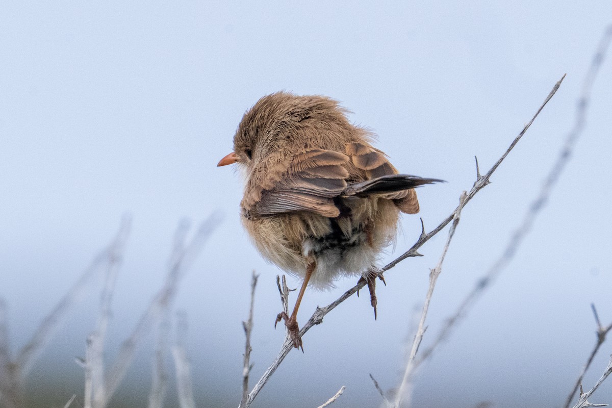 White-winged Fairywren - ML644512877