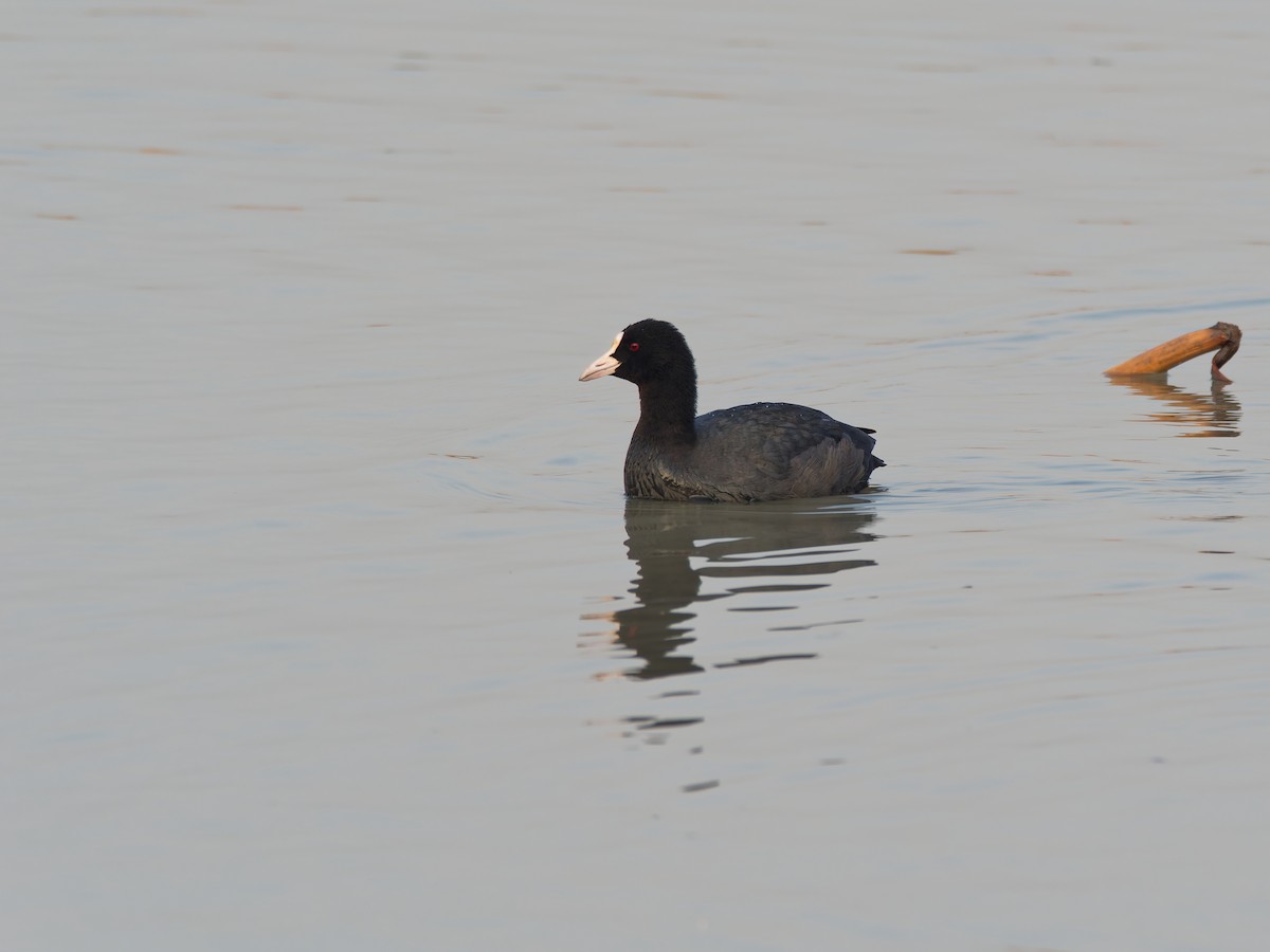 オオバン - ML644512878