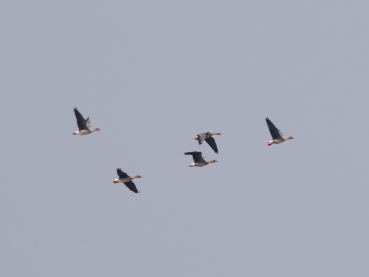 ヒシクイ - ML644512880