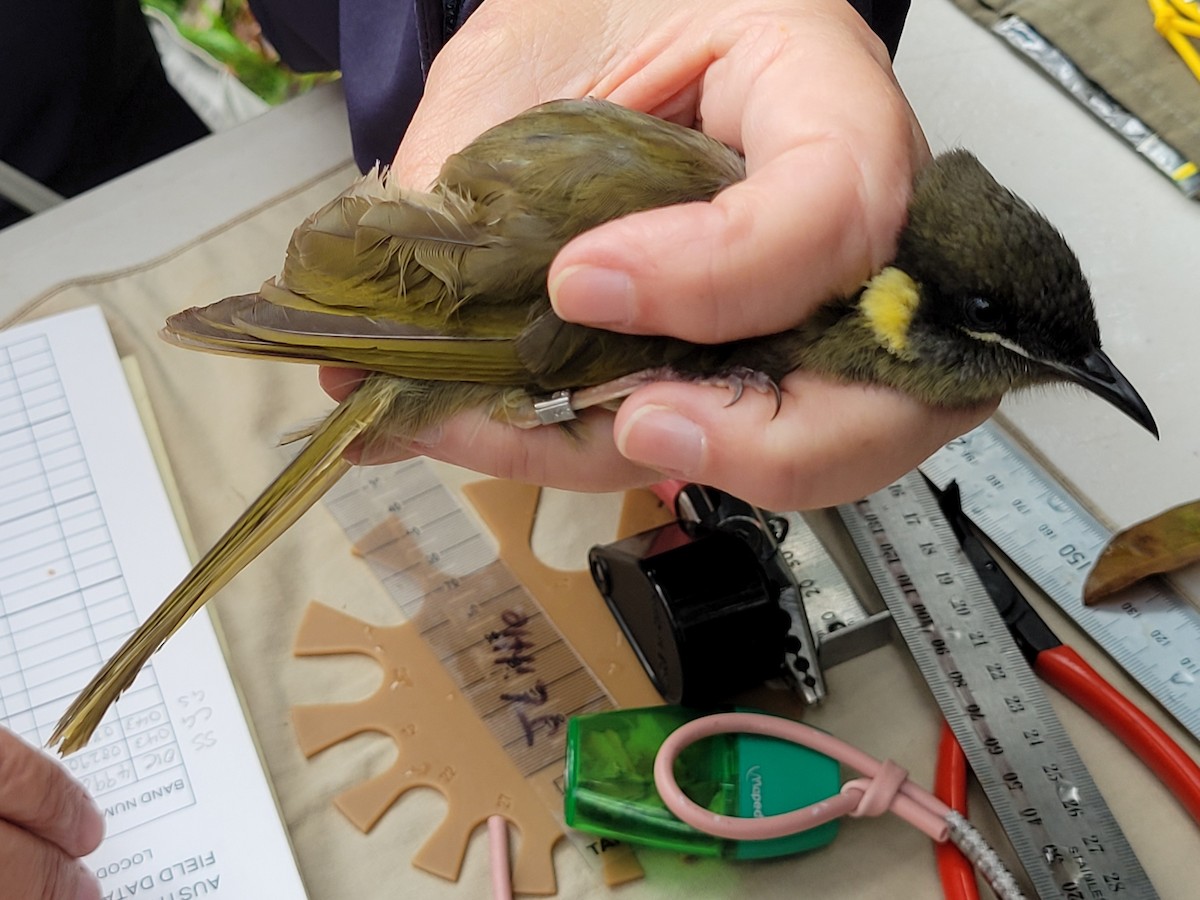 Lewin's Honeyeater - ML644512883