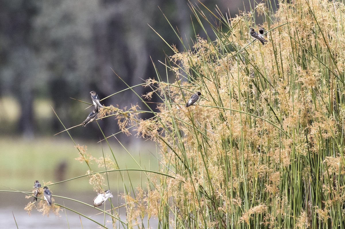 Tree Martin - ML644512884