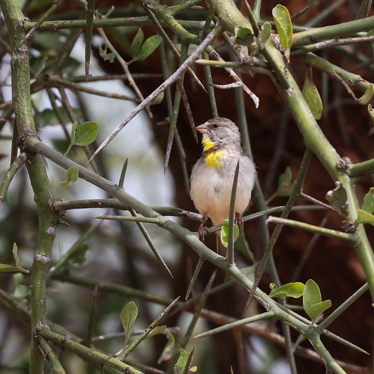 Salvadori's Serin - ML644512885