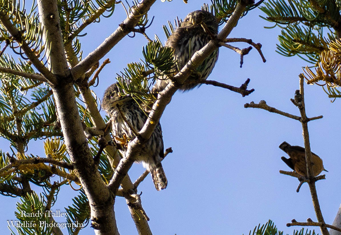 Northern Pygmy-Owl - ML644512886