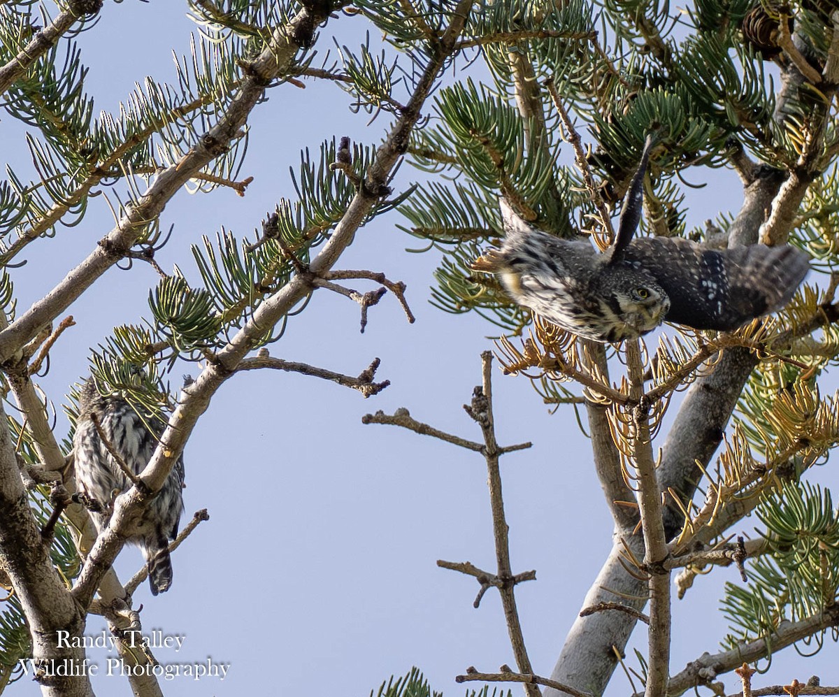Northern Pygmy-Owl - ML644512888