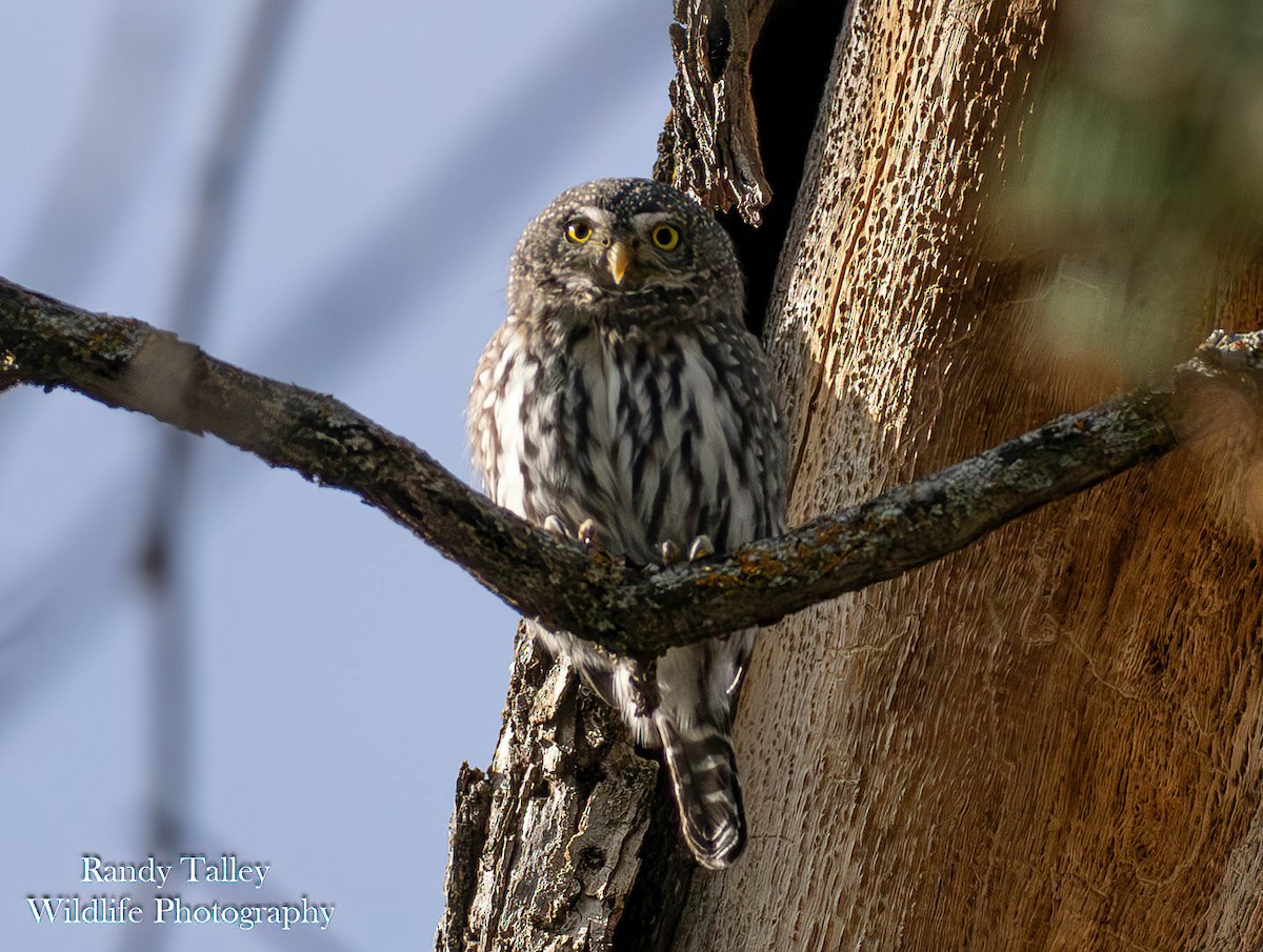 Northern Pygmy-Owl - ML644512889