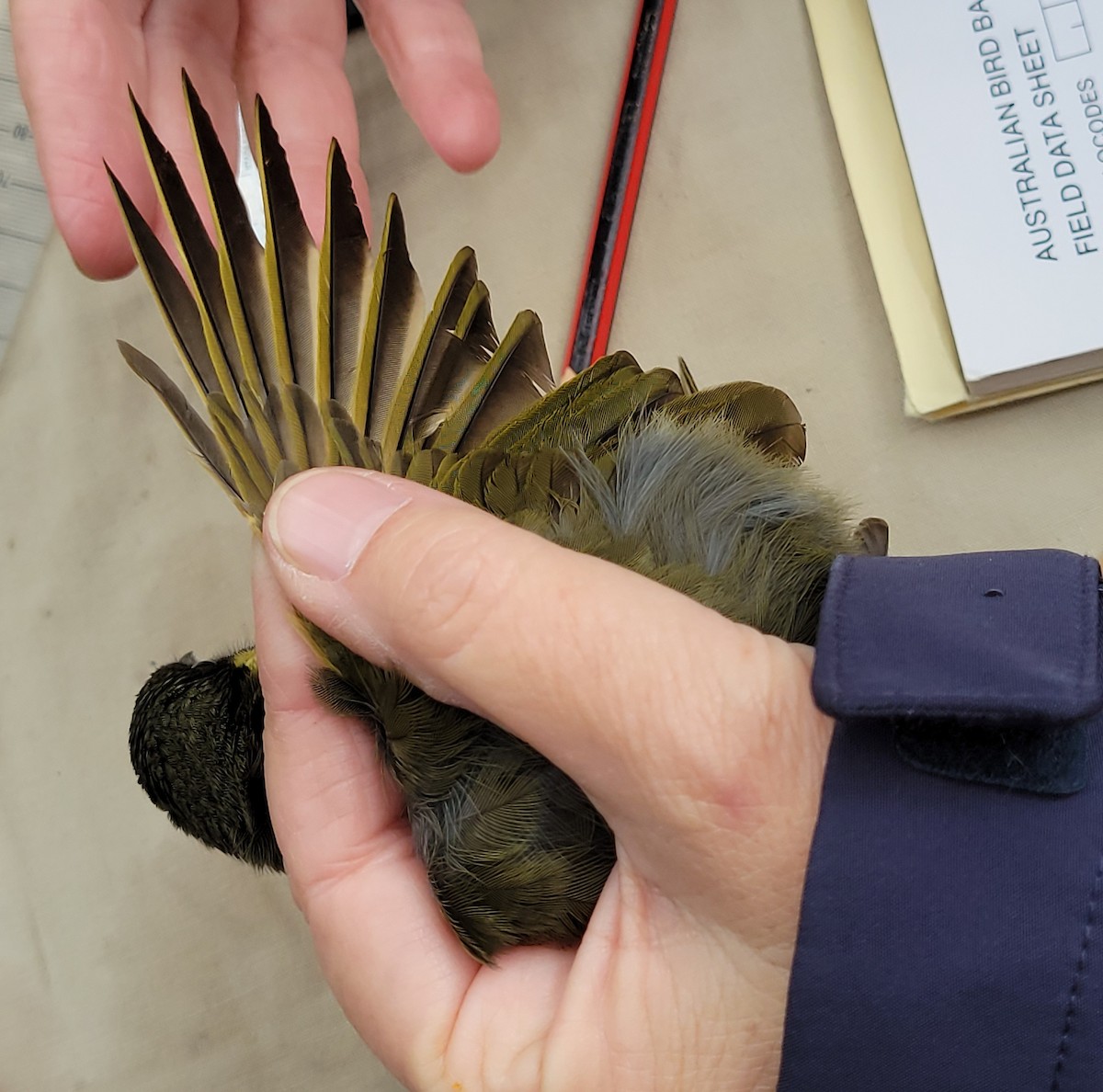 Lewin's Honeyeater - ML644512890