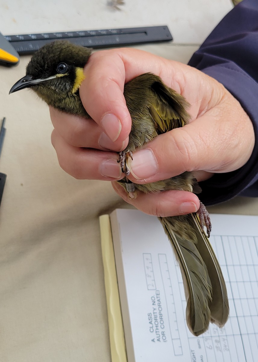 Lewin's Honeyeater - ML644512891