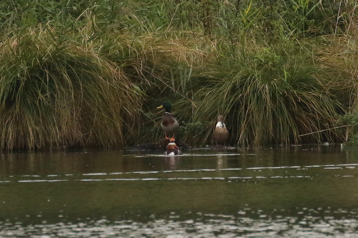 綠頭鴨 - ML644512892