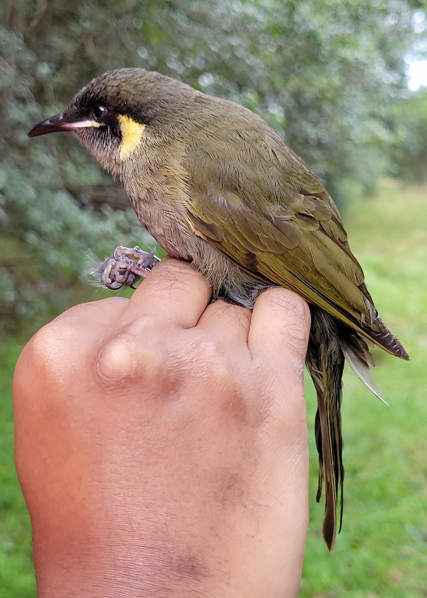 Lewin's Honeyeater - ML644512894