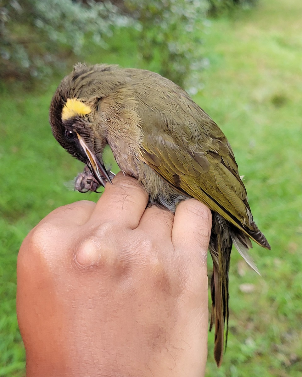 Lewin's Honeyeater - ML644512895