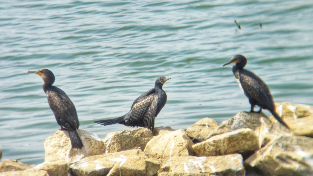 Indian Cormorant - ML644512897