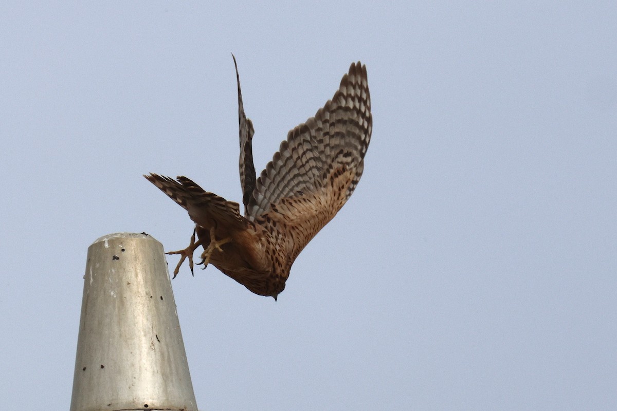 蒼鷹 - ML644512899