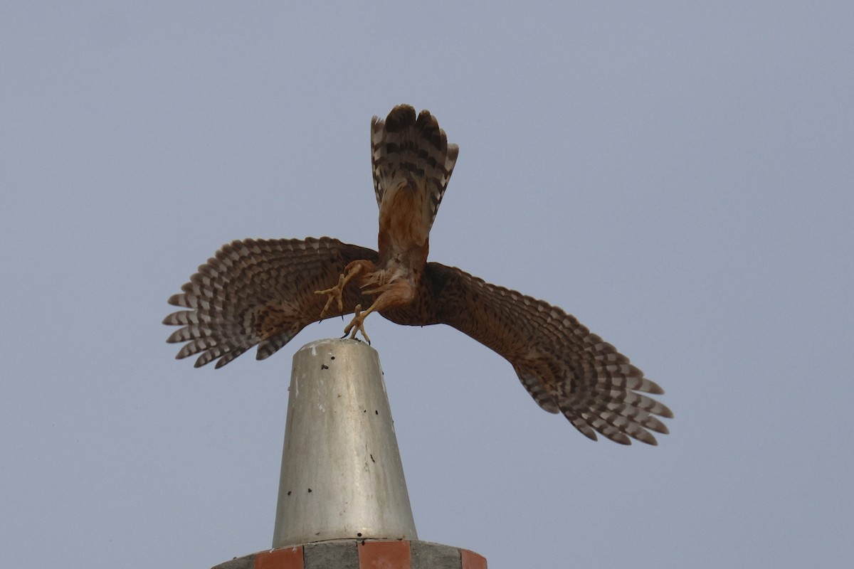 蒼鷹 - ML644512900