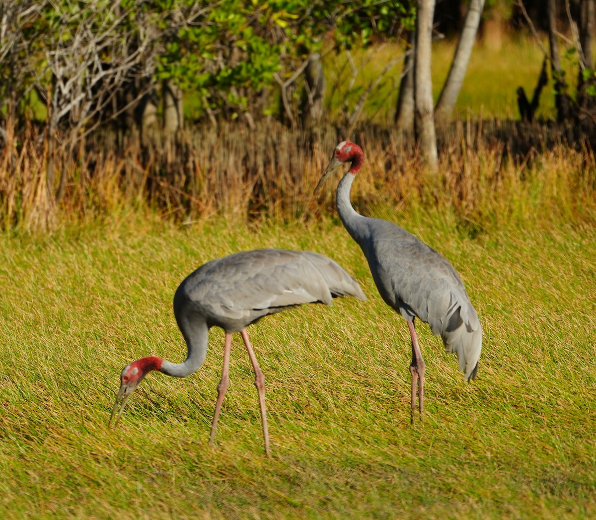 Sarus Crane - ML644512902