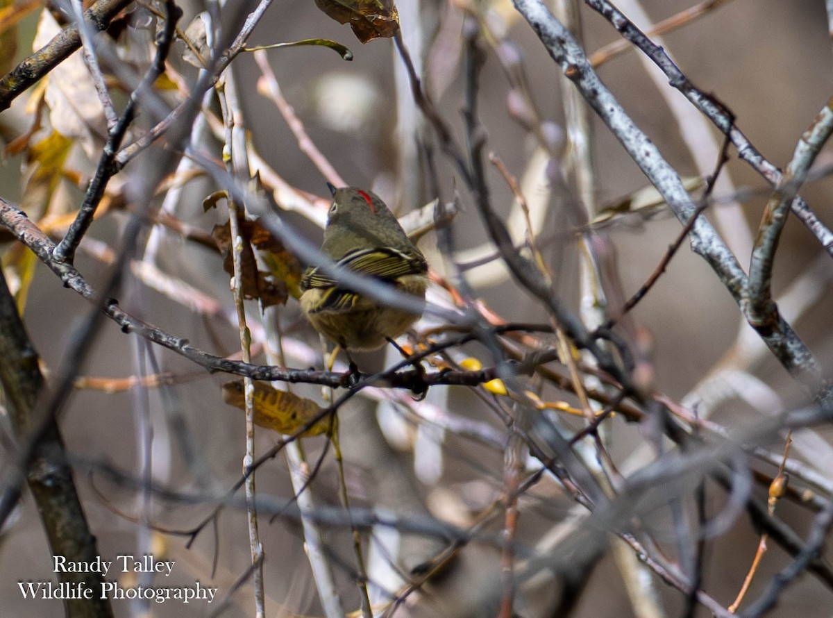 Ruby-crowned Kinglet - ML644512903