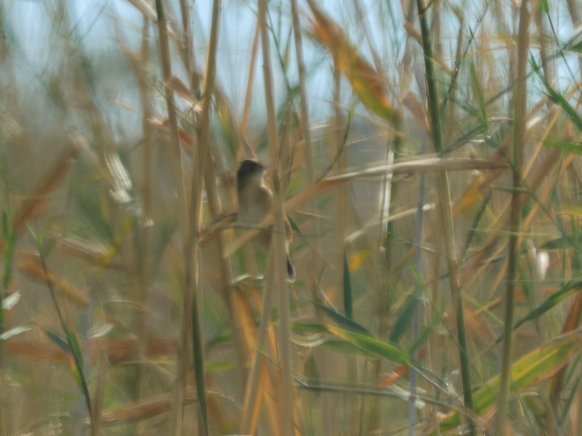 棕扇尾鶯 - ML644512904