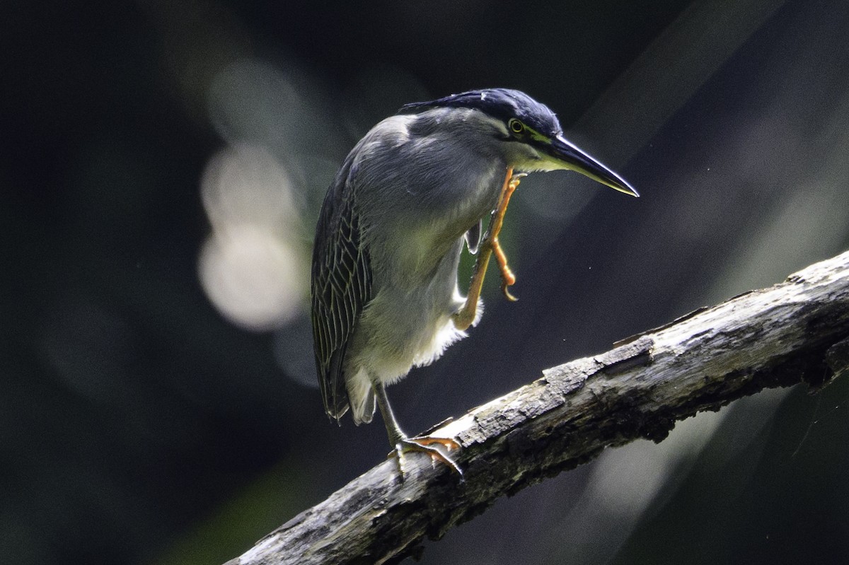 綠簑鷺 - ML644512905