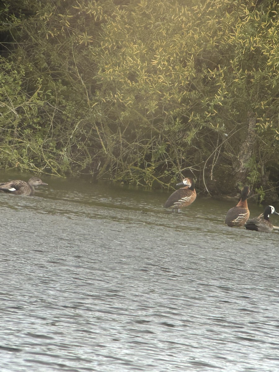 White-faced Whistling-Duck - ML644512906