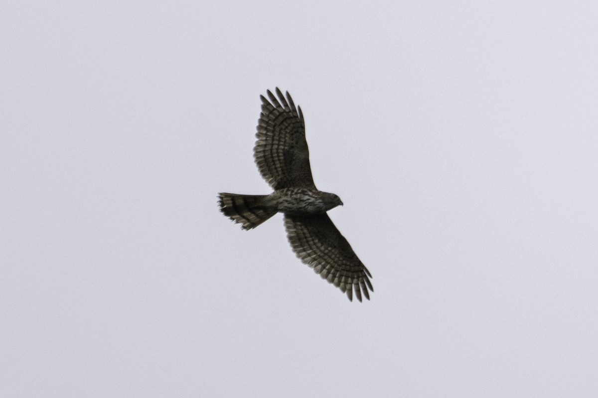 褐耳鷹 - ML644512908