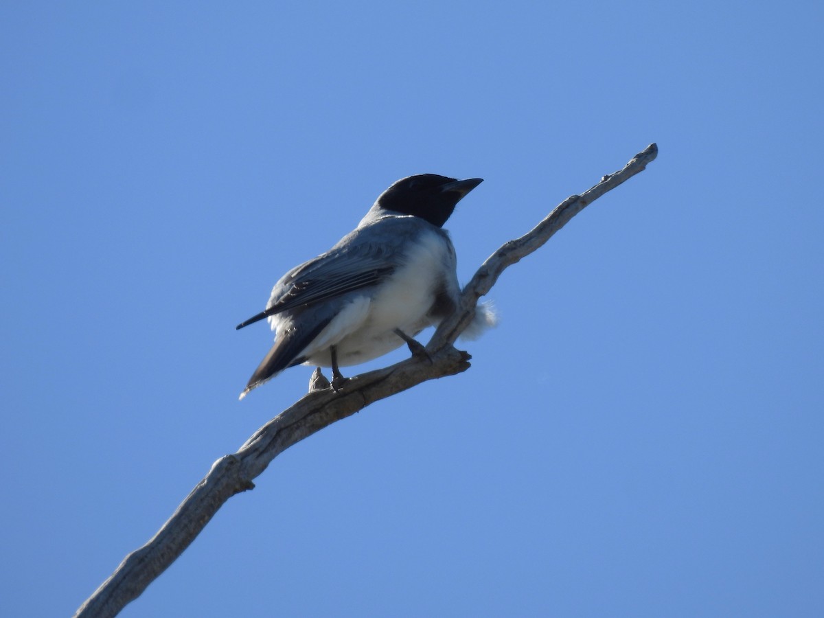 Black-faced Cuckooshrike - ML644512909