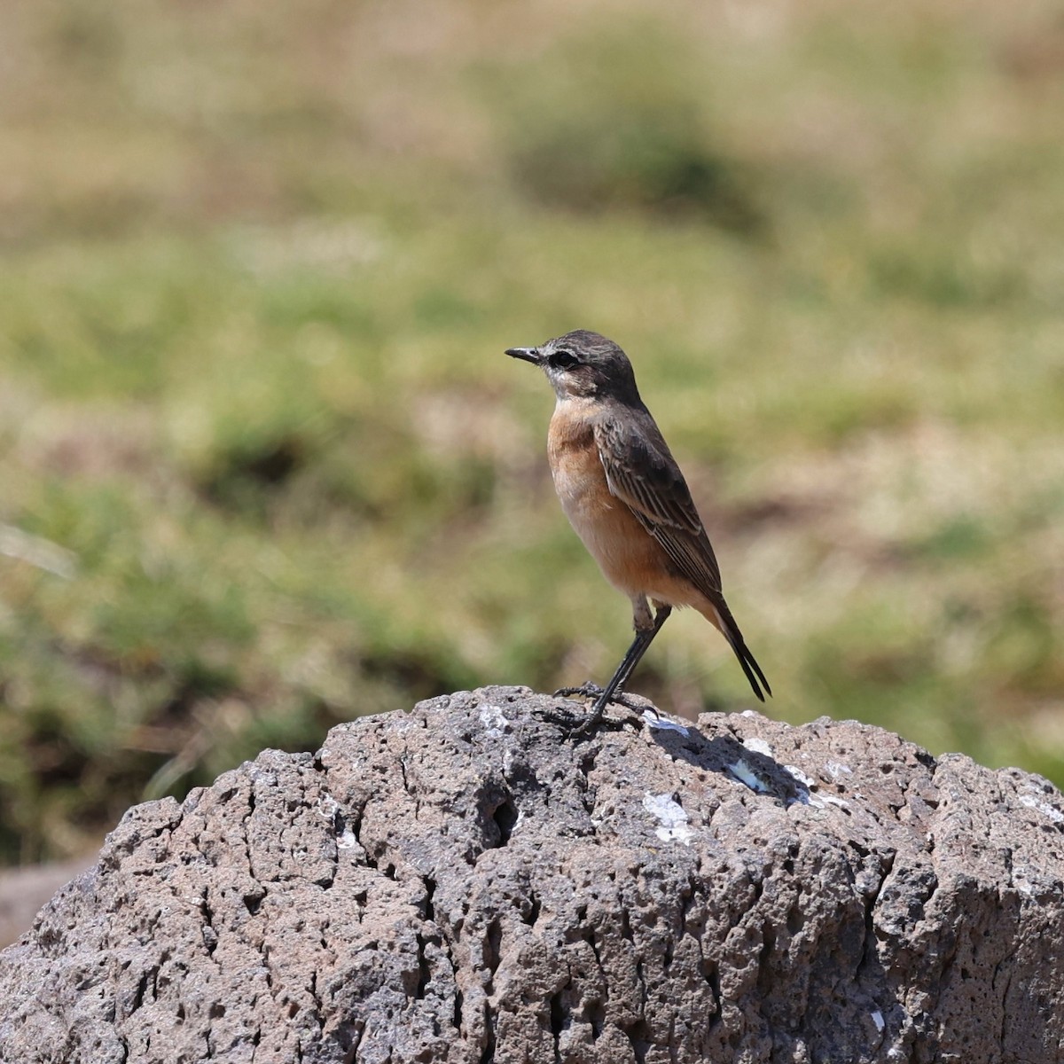 Rusty-breasted Wheatear - ML644512910