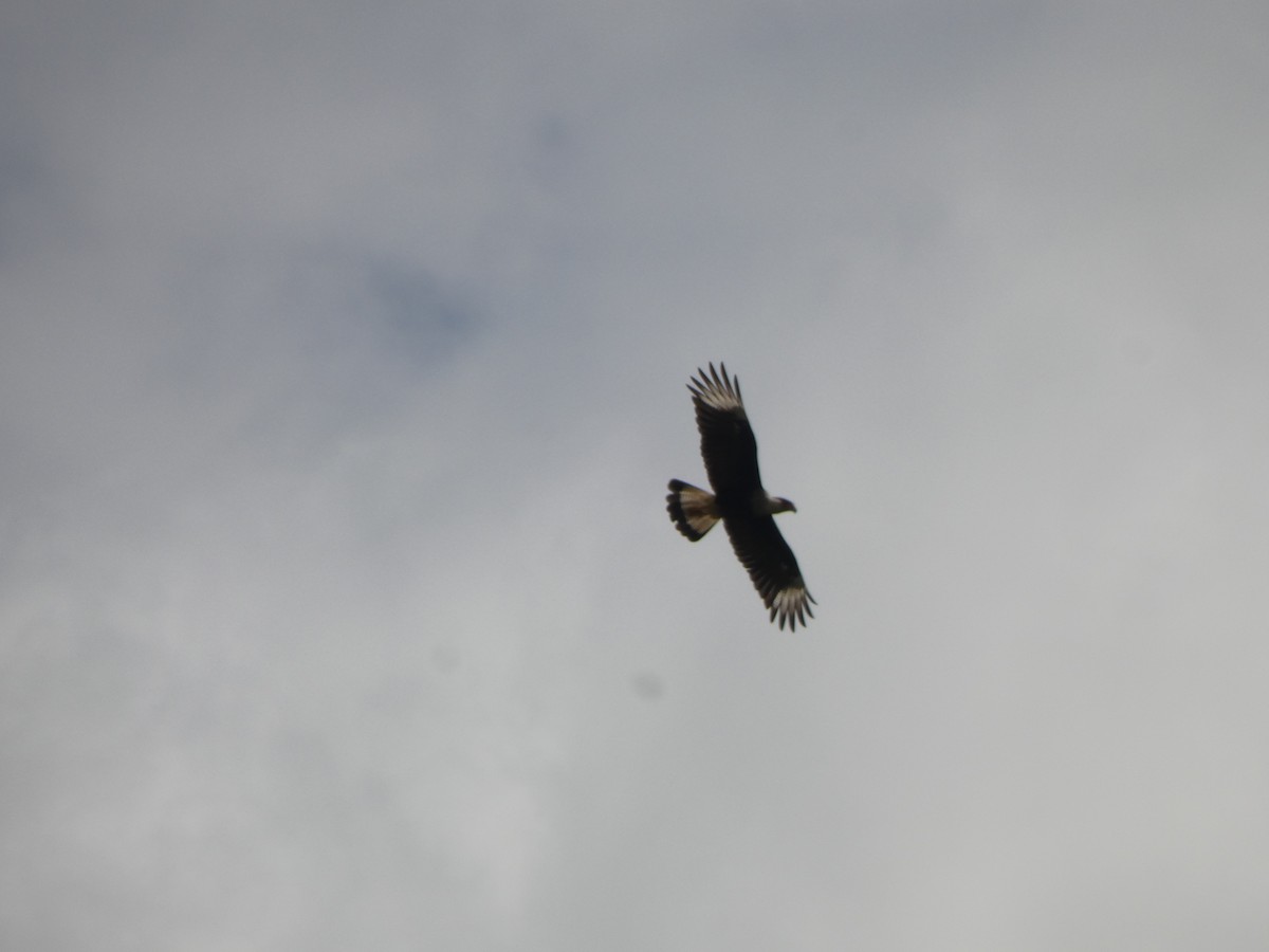 Crested Caracara - ML644512911